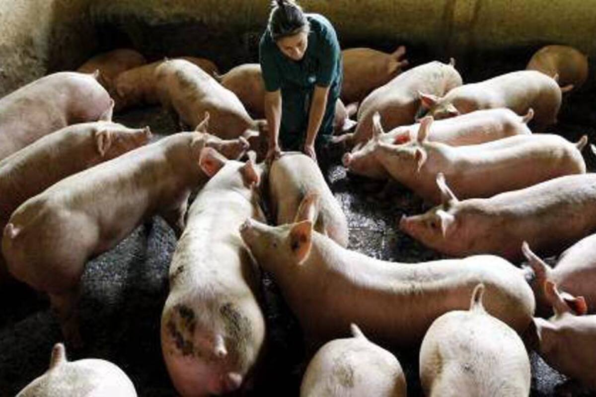 Festejos decembrinos disparan consumo de cerdo al 60% (Foto: Archivo/VANGUARDIA LIBERAL)