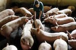 Porcicultores de la provincia Comunera fortalecen sus conocimientos para una producción más sostenible