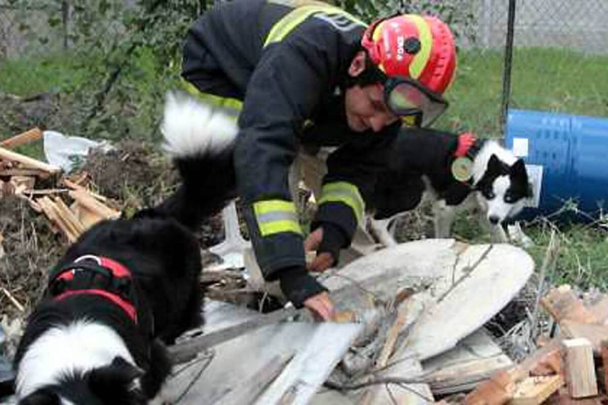 Perros que salvan vidas y encuentran direcciones (Foto: Colprensa/ VANGUARDIA LIBERAL)