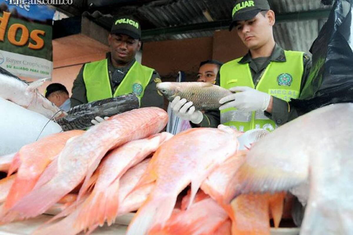 Alerta en Cali por venta de pescado en mal estado (Foto: Archivo/VANGUARDIA LIBERAL)