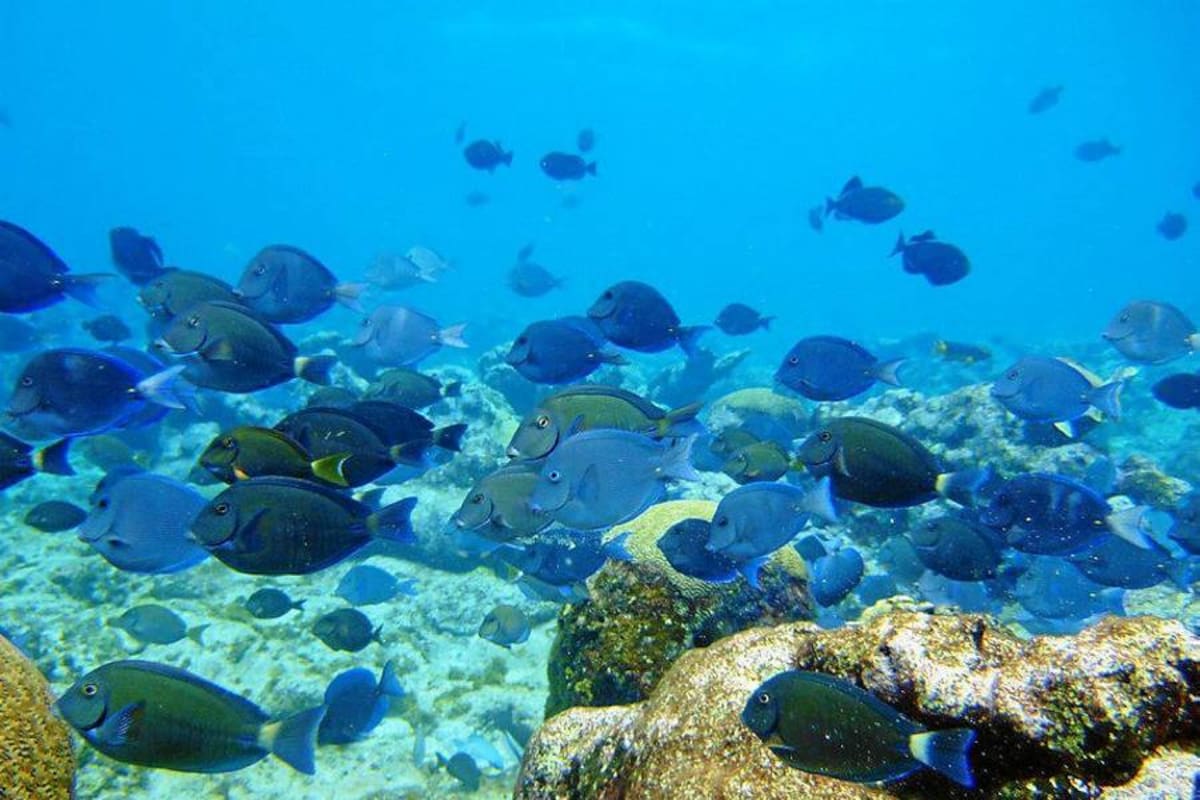 En peligro reserva “Seaflower” tras fallo de la Haya (Foto: COLPRENSA/VANGUARDIA LIBERAL)