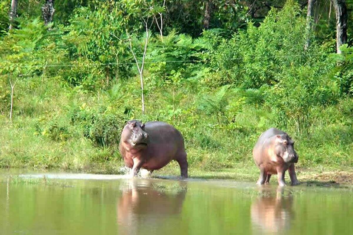 ‘Hipopótamos en Colombia deben ser sacrificados’: Autoridades (Foto: Colprensa/ VANGUARDIA LIBERAL)