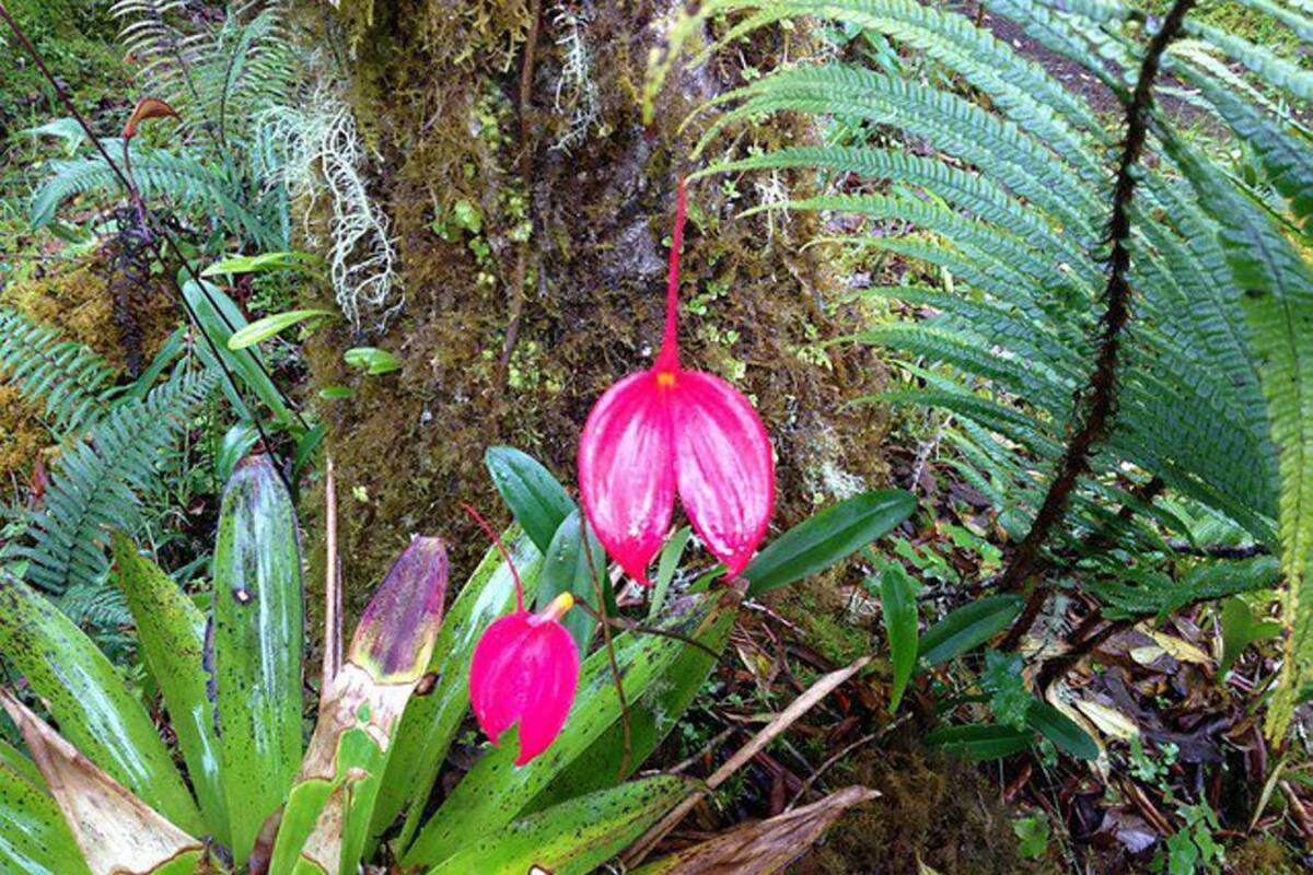 Una de las raras y exóticas orquídeas está en peligro de extinción (Foto: Colprensa/VANGUARDIALIBERAL)