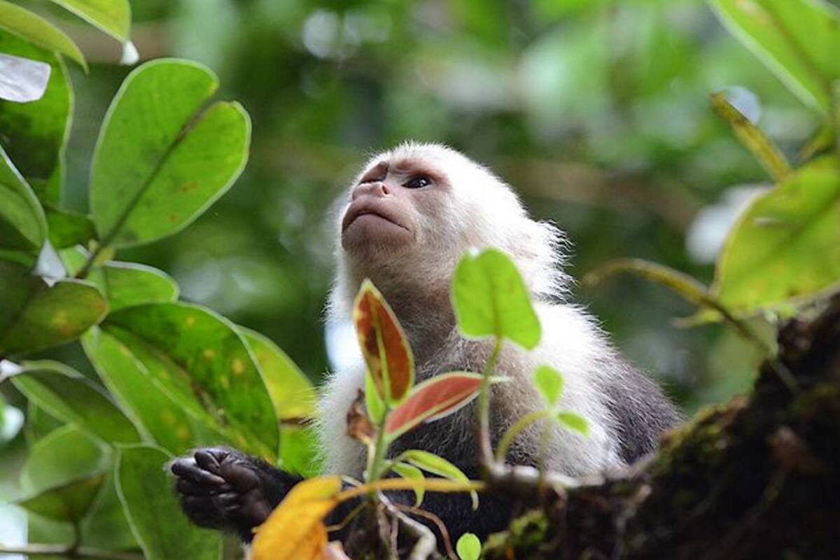 Documental ‘Colombia salvaje’ estará en las salas de cine (Foto: Colprensa / VANGUARDIA LIBERAL)