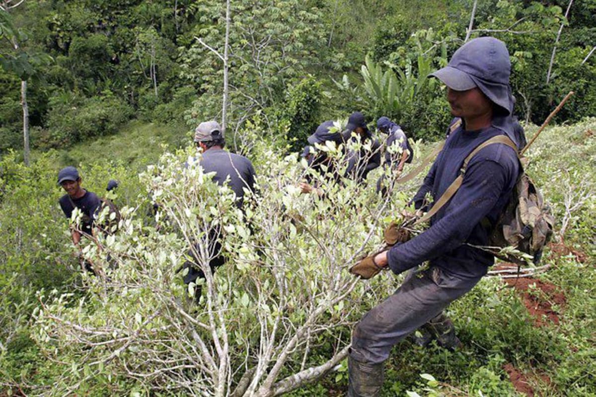 Colombia es el mayor productor mundial de cocaína, según The Washington Post (Foto: COLPRENSA/VANGUARDIA LIBERAL)