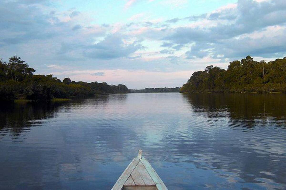 En la Amazonia hay 66 especies de plantas en peligro de extinción (Foto: Archivo/VANGUARDIA LIBERAL)