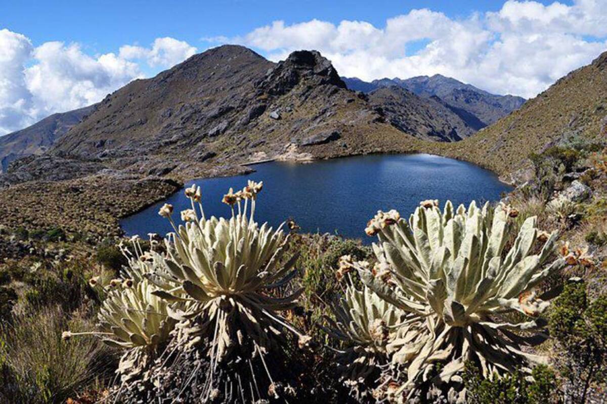 Ecosistema y ambiente, aunque parezcan, no son lo mismo (Foto: Colprensa/ VANGUARDIA LIBERAL)