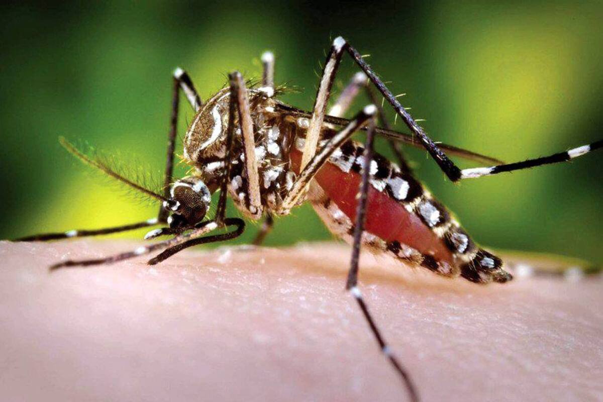 Concejo de Cali pide declarar emergencia sanitaria por dengue (Foto: COLPRENSA/VANGUARDIA LIBERAL)