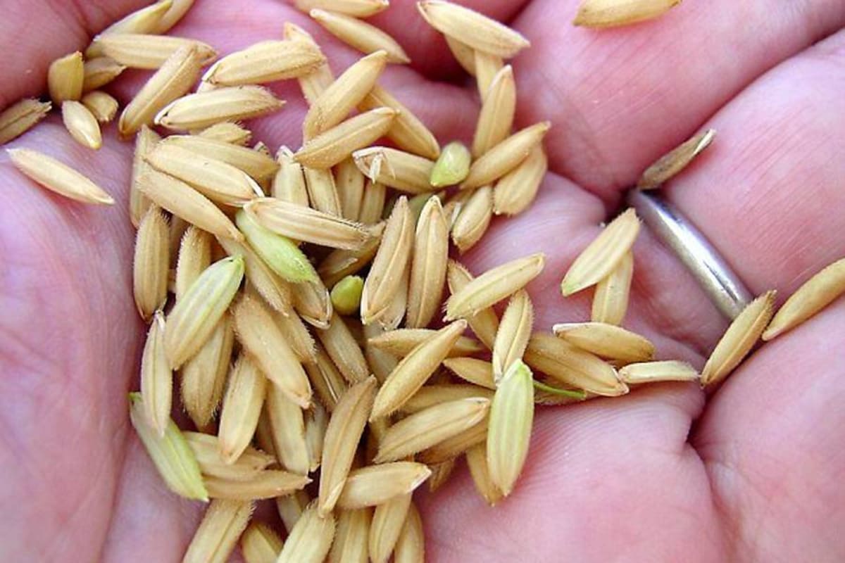Dian incauta 2.000 bultos de arroz de contrabando (Foto: Archivo/VANGUARDIA LIBERAL)