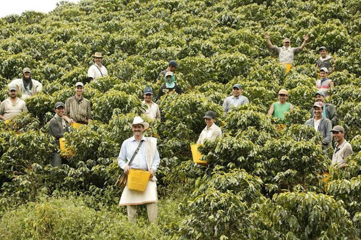 Producción de café creció 26% en el primer trimestre de 2013 (Foto: Colprensa/VANGUARDIA LIBERAL)