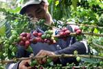 Efecto sombrero ‘vueltiao’ se agudiza en el agro
