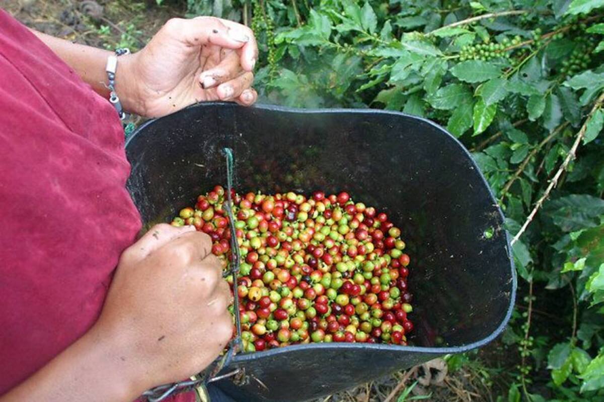 Café siente presión de posible sobreoferta (Foto: Archivo/VANGUARDIA LIBERAL)