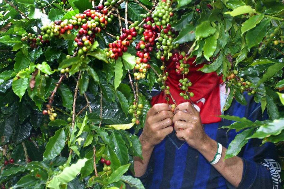 Cafeteros han registrado 1,51 millones de facturas para subsidios (Foto: COLPRENSA/VANGUARDIA LIBERAL)