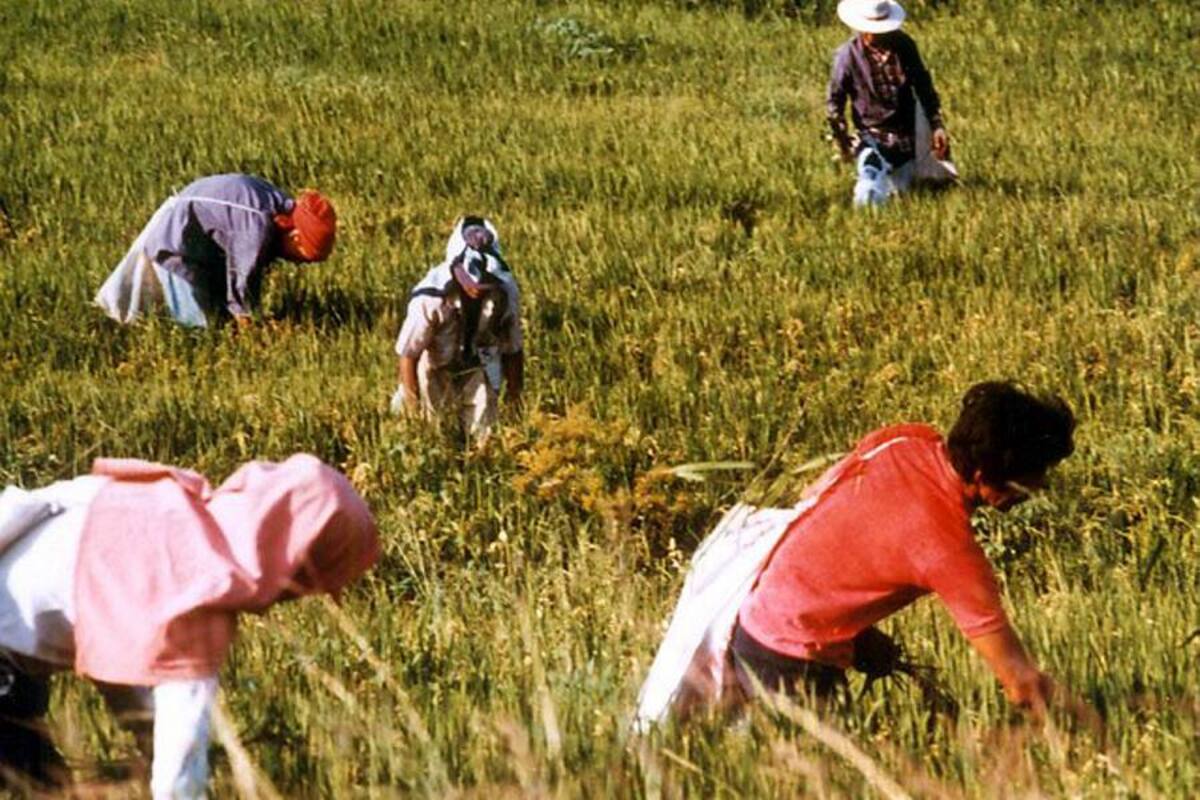 Agrofuturo: Sí hay trabajo en el campo (Foto: Colprensa/VANGUARDIA LIBERAL)