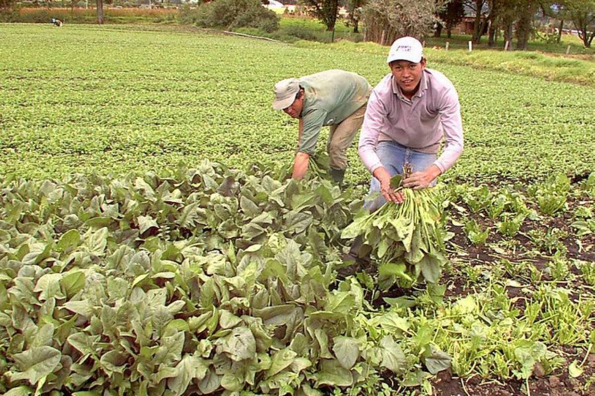 Primer acuerdo con las Farc será socializado a campesinos (Foto: COLPRENSA/VANGUARDIA LIBERAL)