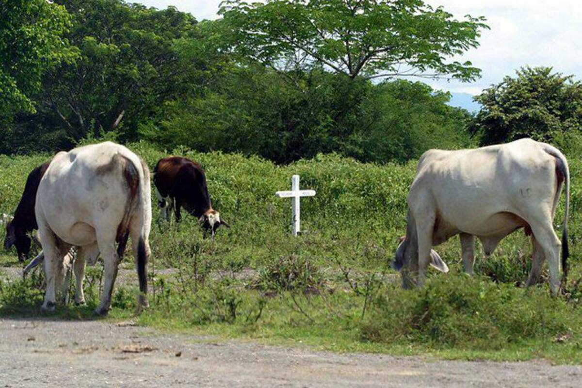 ICA ordena el sacrificio de 33 bovinos de contrabando (Foto: Archivo/VANGUARDIA LIBERAL)