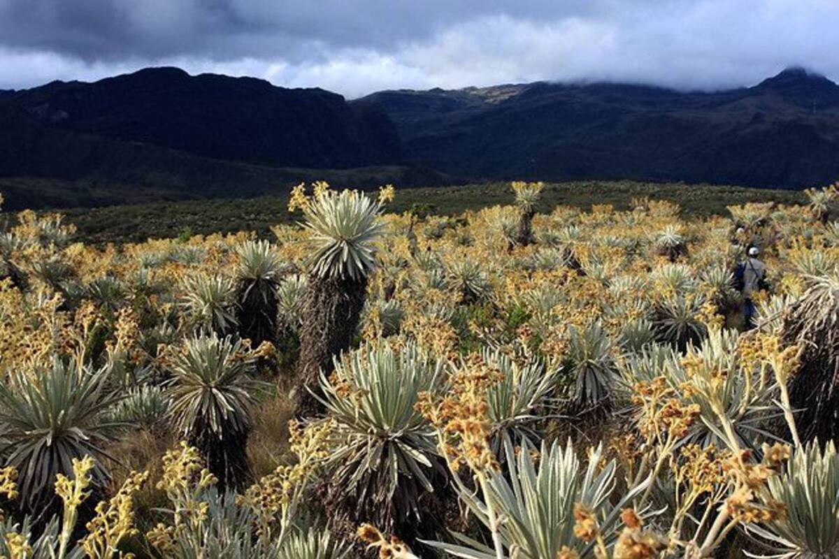 La biodiversidad, clave para el desarrollo del país (Foto: Archivo/VANGUARDIA LIBERAL)