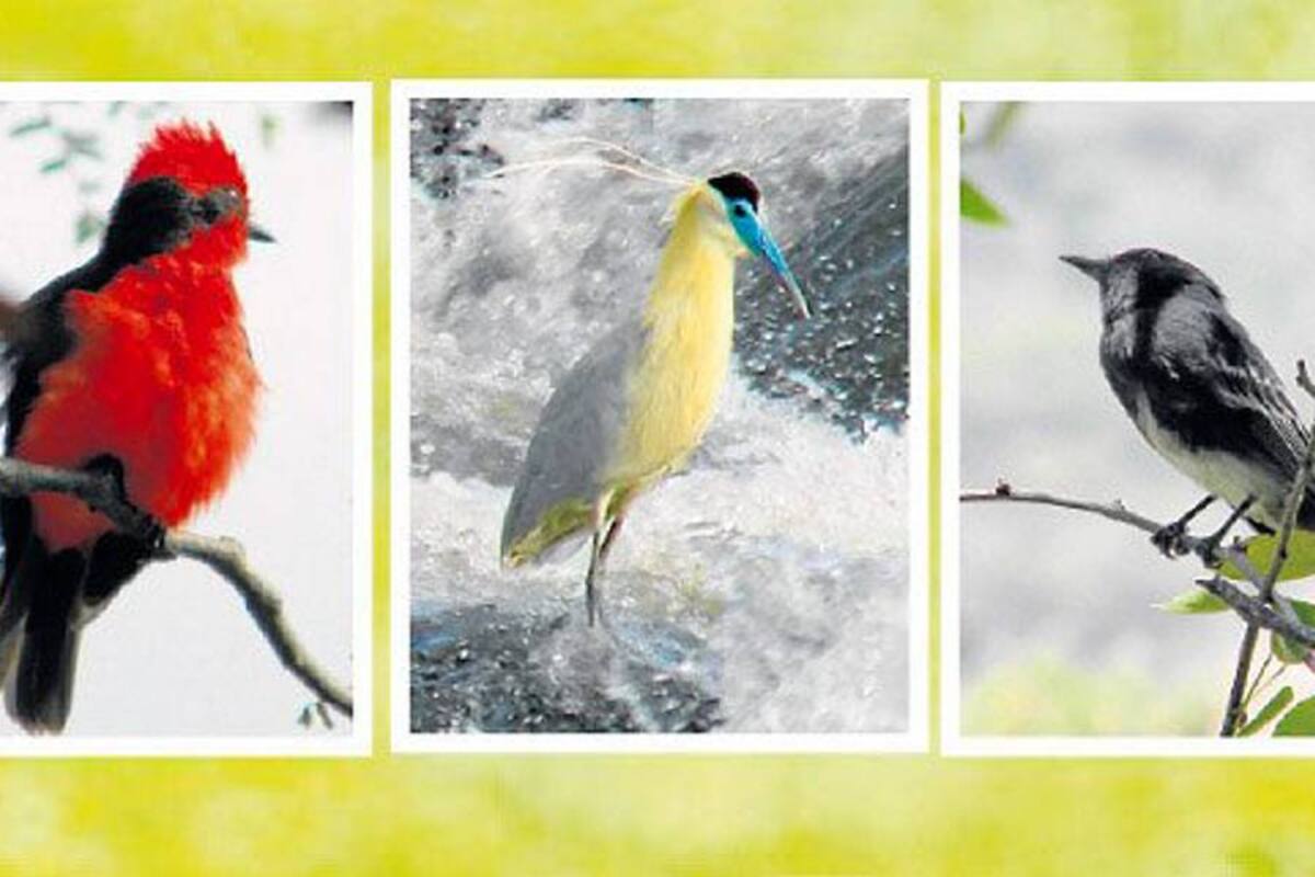 Ya hay 1.903 especies de aves en Colombia (Foto: COLPRENSA/VANGUARDIA LIBERAL)