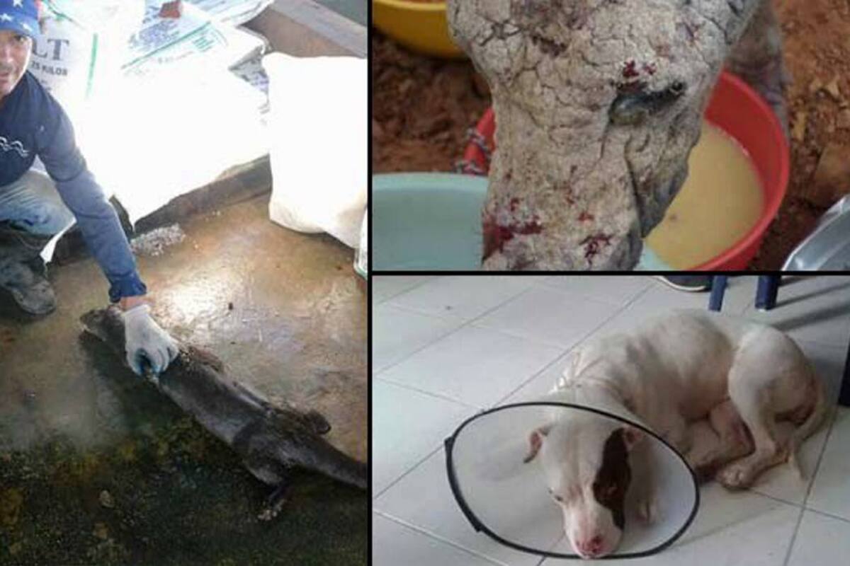 La dolorosa huella del maltrato animal (Foto: Colprensa/VANGUARDIA LIBERAL)