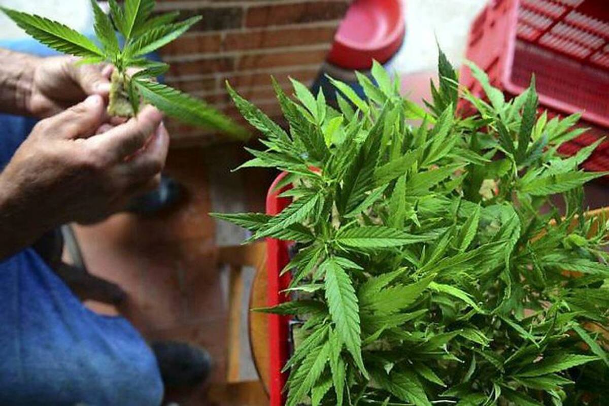 En Bucaramanga ya se vende cerveza y café con marihuana medicinal (Foto: Colprensa /VANGUARDIA LIBERAL)