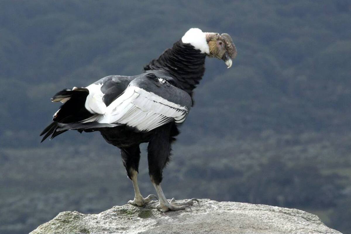 Preparan jornada de avistamiento de cóndores en Santander (Foto: ARCHIVO/VANGUARDIALIBERAL)