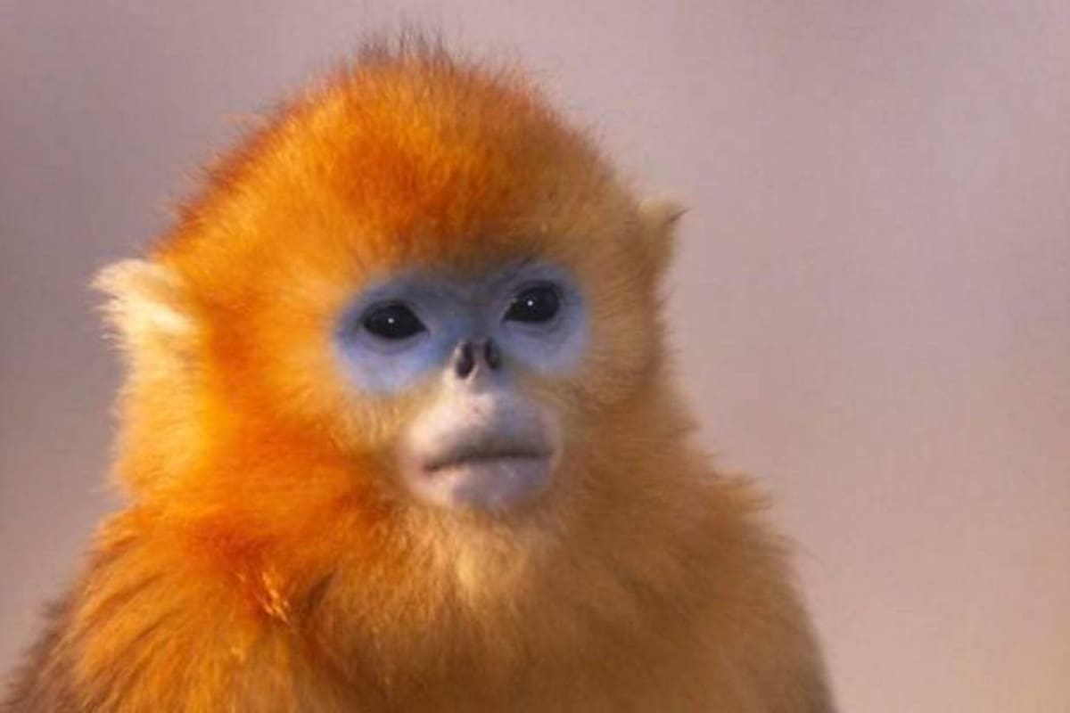 Conoce a uno de los primates más raros del mundo (Foto: Tomada de curiosidades.batanga.com)