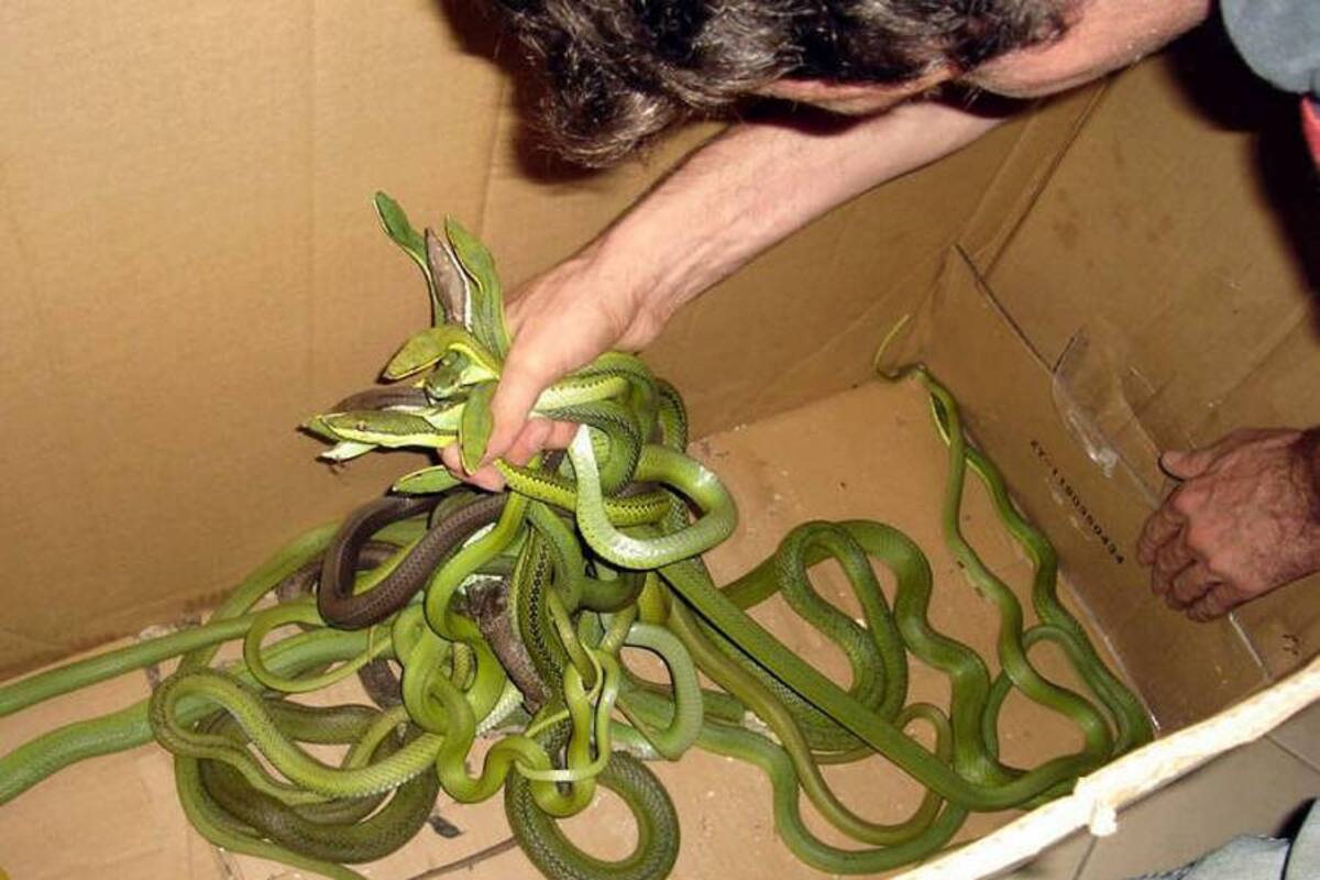 Acusan a hombre de contrabando de fauna silvestre que usaba en piezas de arte (Foto: Tomada de Internet/ VANGUARDIA LIBERAL)