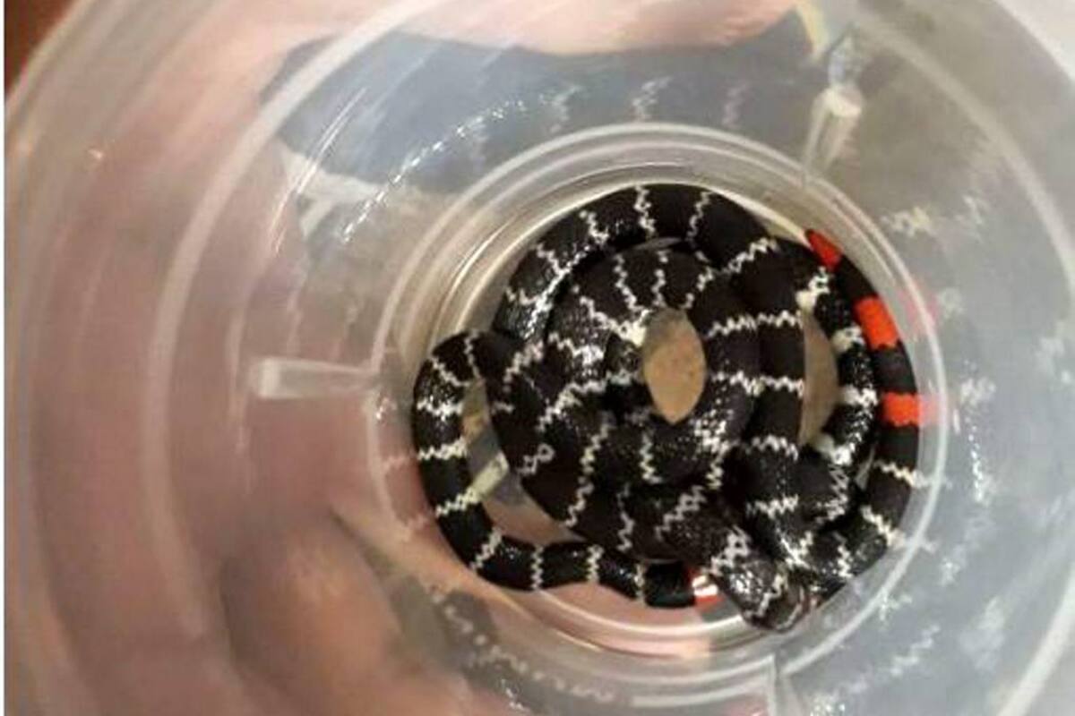 En una UCI permanece niño mordido por una serpiente en Piedecuesta (Foto: SUMINISTRADA/VANGUARDIA LIBERAL)