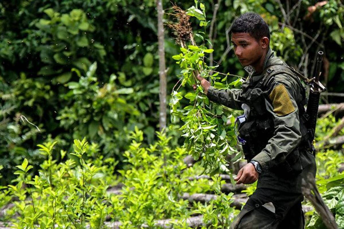 Cultivos de coca en Colombia crecieron un 52 % en 2016: ONU (Foto: Colprensa /VANGUARDIA LIBERAL)