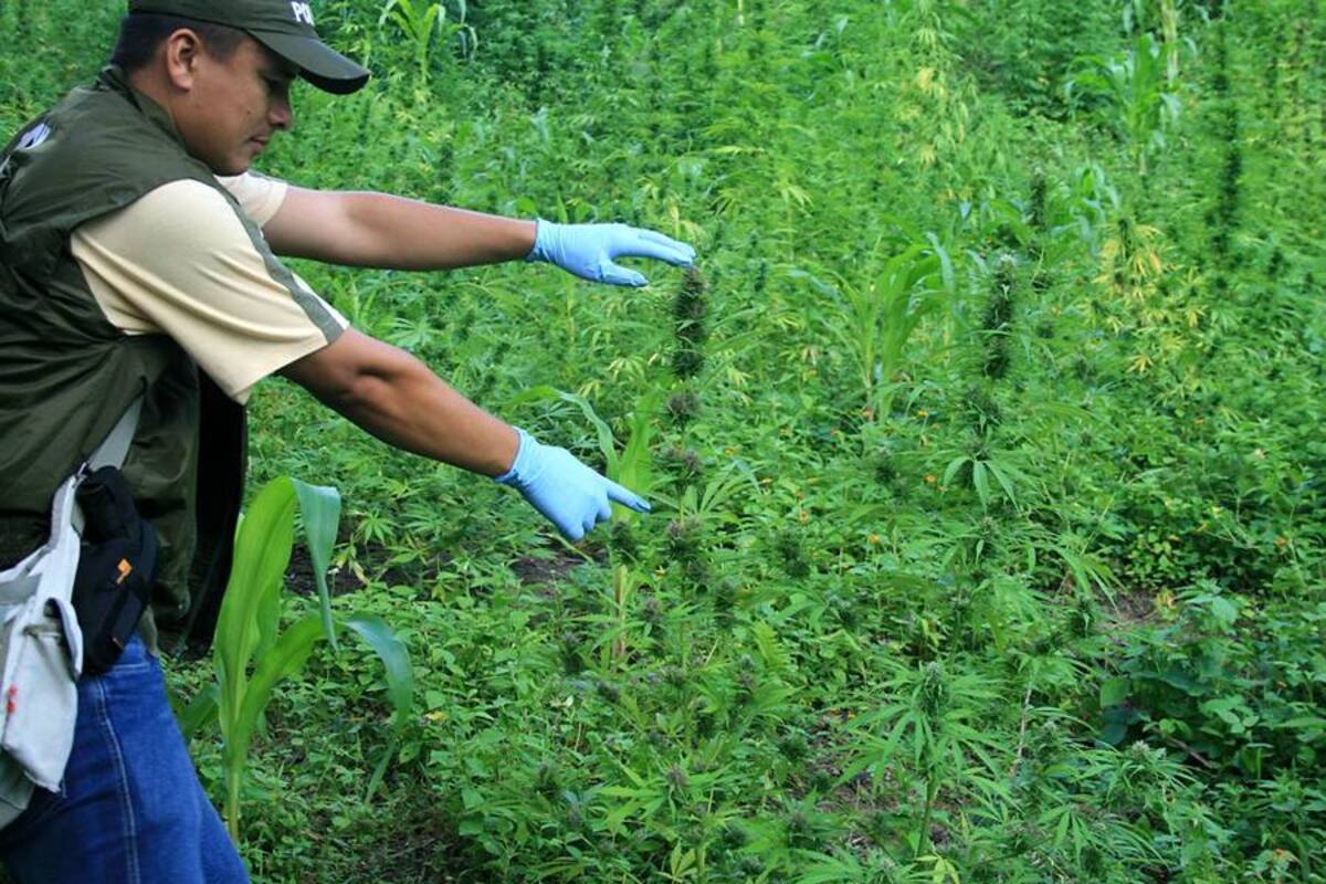 Las Farc proponen legalizar algunos cultivos de marihuana, amapola y coca (Foto: Tomada de Internet/ VANGUARDIA LIBERAL)