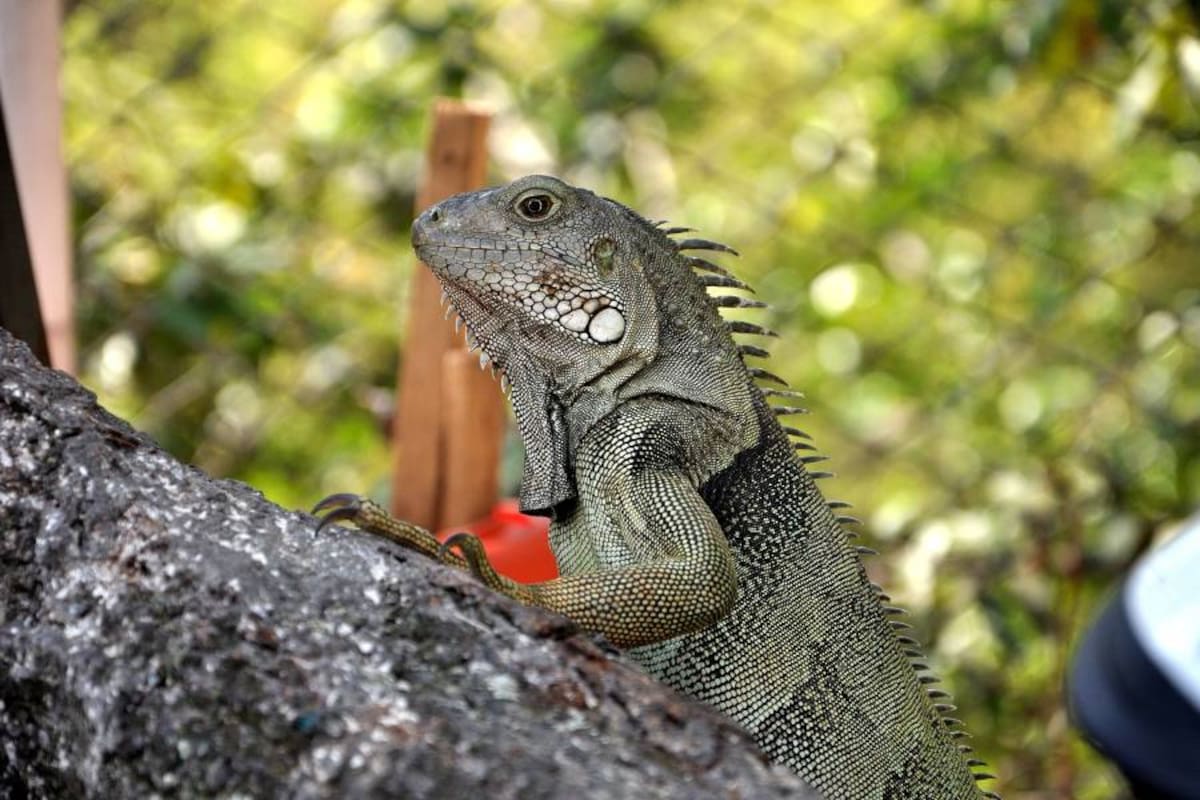 Anualmente se trafican más de 20 millones de huevos de iguana (Foto: ArchivoVANGUARDIA LIBERAL)