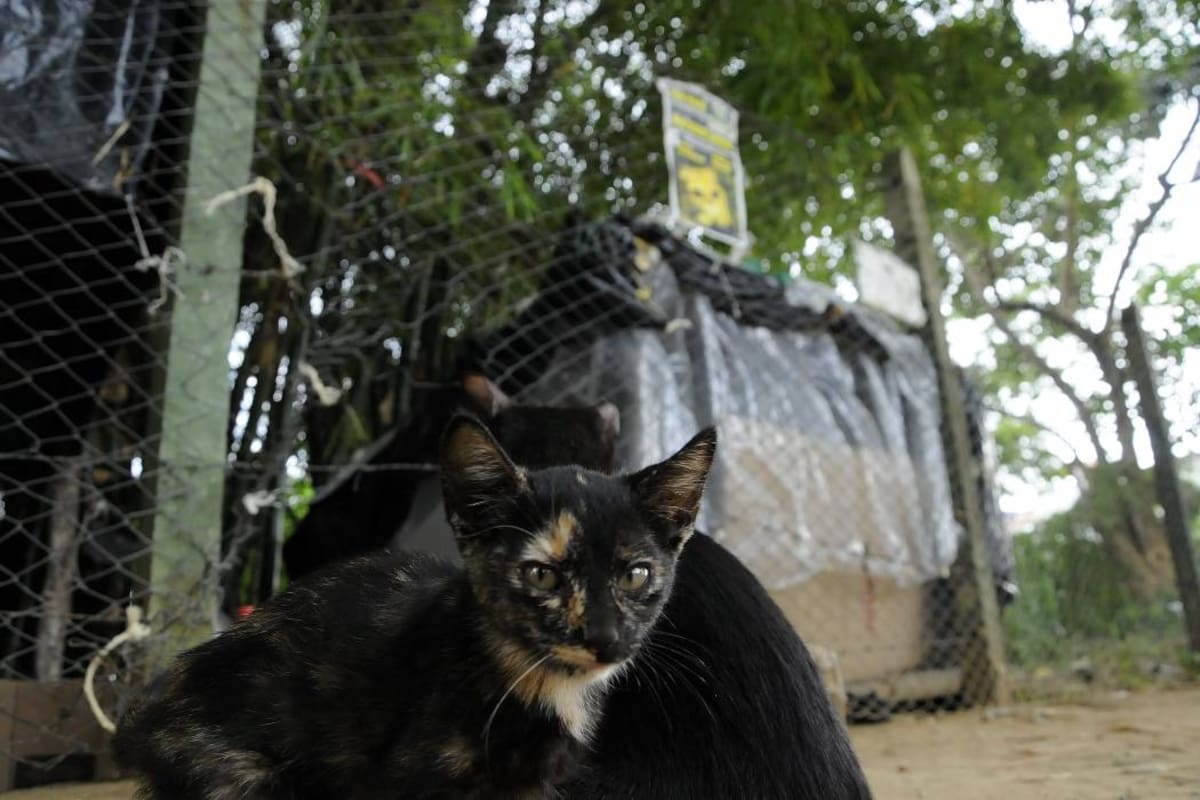 Más de 60 gatos abandonados en parque de Bucaramanga serán esterilizados (Foto: DIDIER NIÑO/VANGUARDIA LIBERAL)