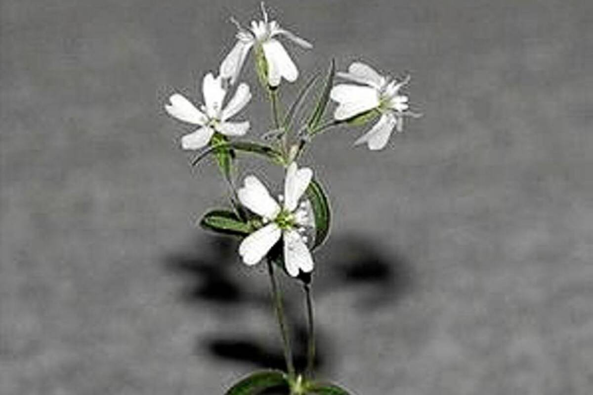 Esta es la flor producto de las semillas congeladas. (Foto: Tomada de internet)