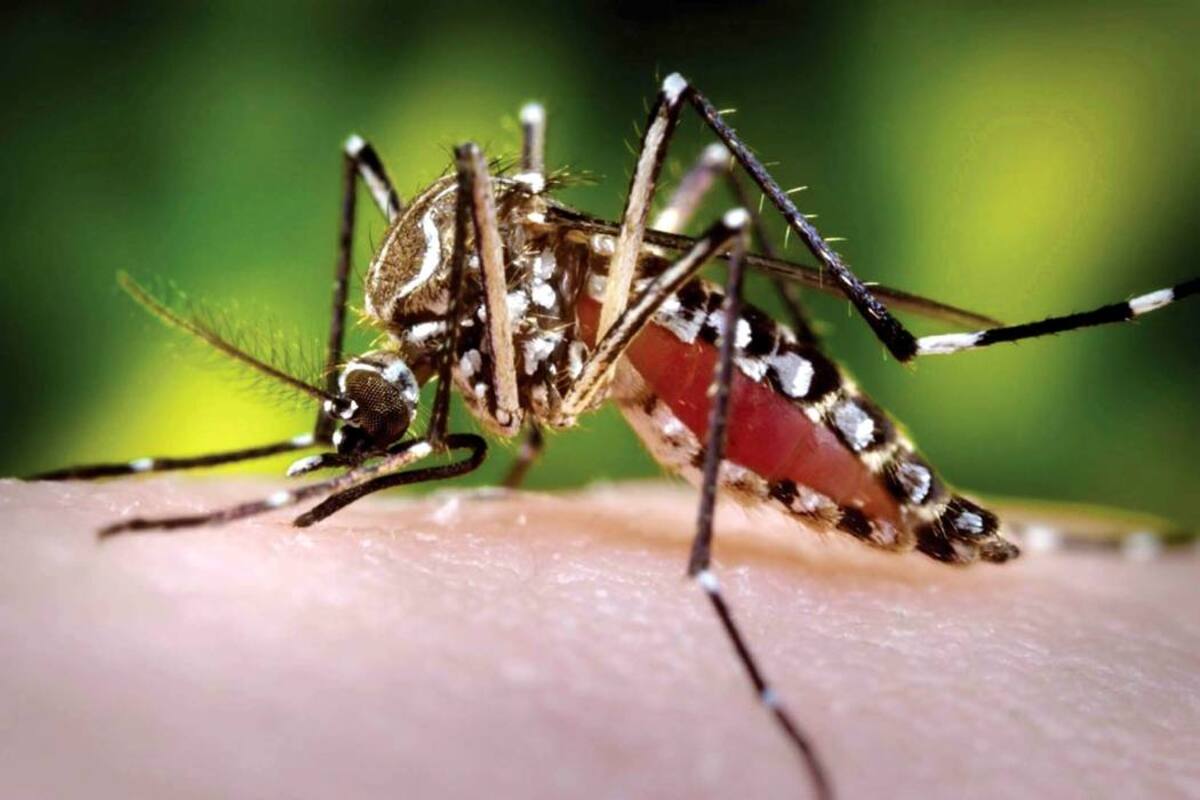 Confirman primer caso de chikunguña en Bucaramanga (Foto: Archivo/ VANGUARDIA LIBERAL)
