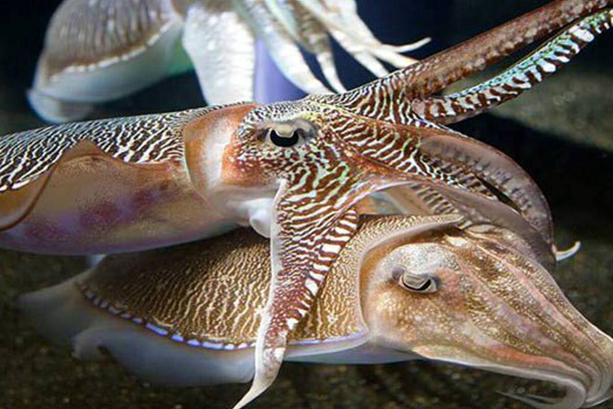 Descubren 18 nuevas especies de moluscos marinos (Foto: Tomado de lapatilla.com)