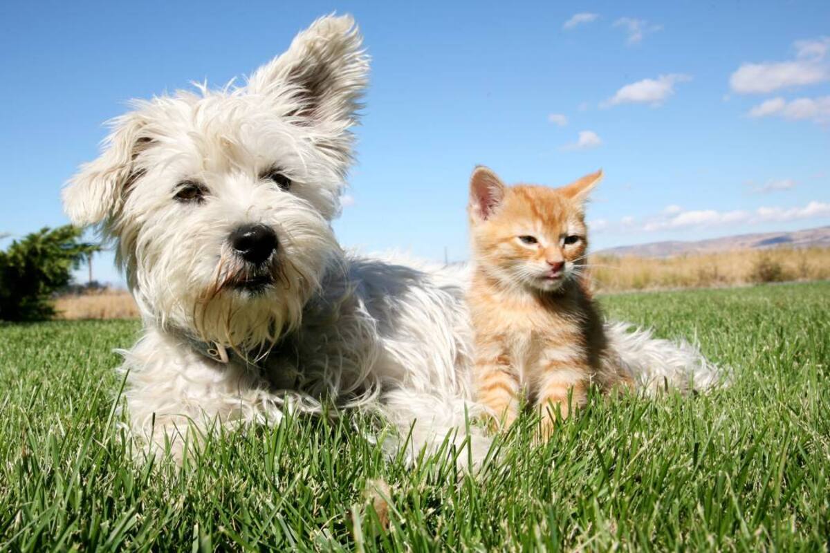 Para escoger a su mascota ideal debe tener en cuenta, además de su personalidad, el tiempo del que dispone para compartir con ellos. (Foto: Tomada de Internet)