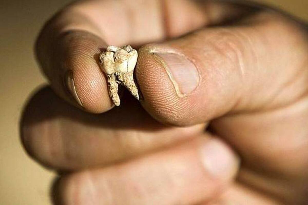 Dientes hallados en Italia son los restos más antiguos del Sapiens en Europa (Foto: Tomada de Internet/ VANGUARDIA LIBERAL)
