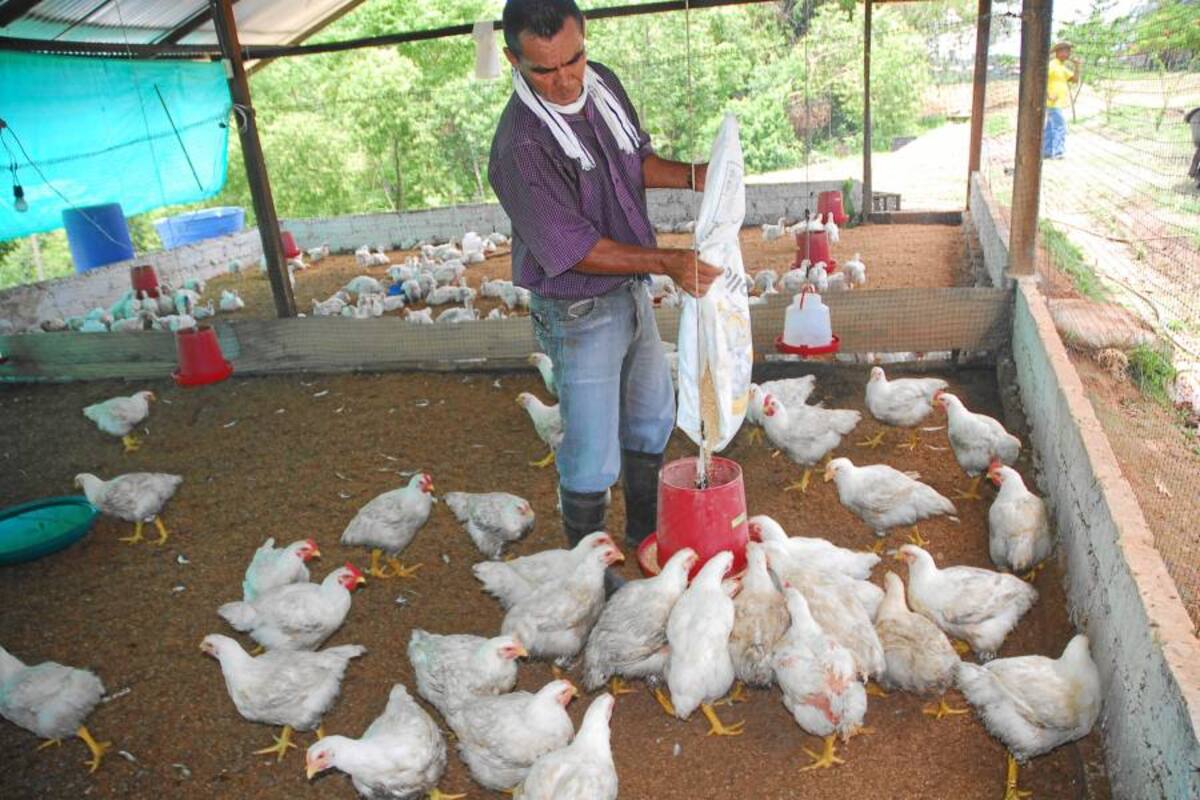 Pollo en pie que entra de contrabando a Colombia afecta 30% del consumo (Foto: Archivo/VANGUARDIA LILBERAL)