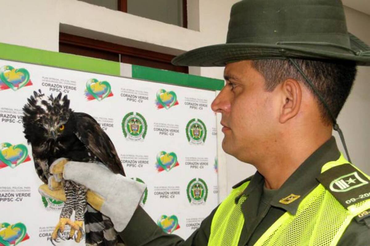 Policía incautó fauna silvestre en el área metropolitana (Foto: Suministrada/ VANGUARDIA LIBERAL)