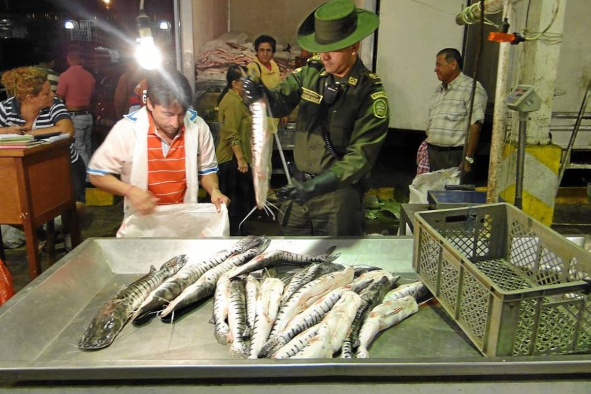 La Policía incautó 266 kilos de pescado en Bucaramanga (Foto: Suministradas Policía Metropolitana)