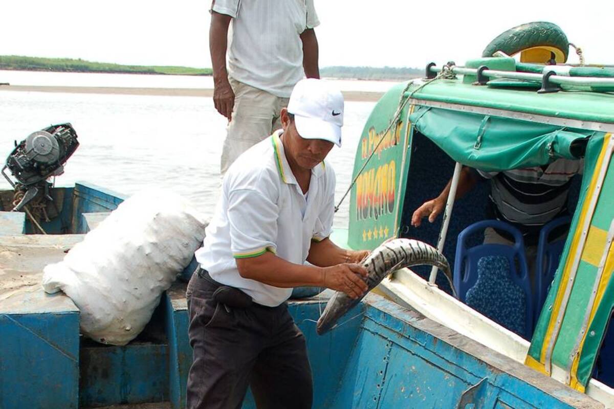 Pesca sin talla mínima acabaría bagre rayado (Foto: Archivo/VanguardiaLiberal)