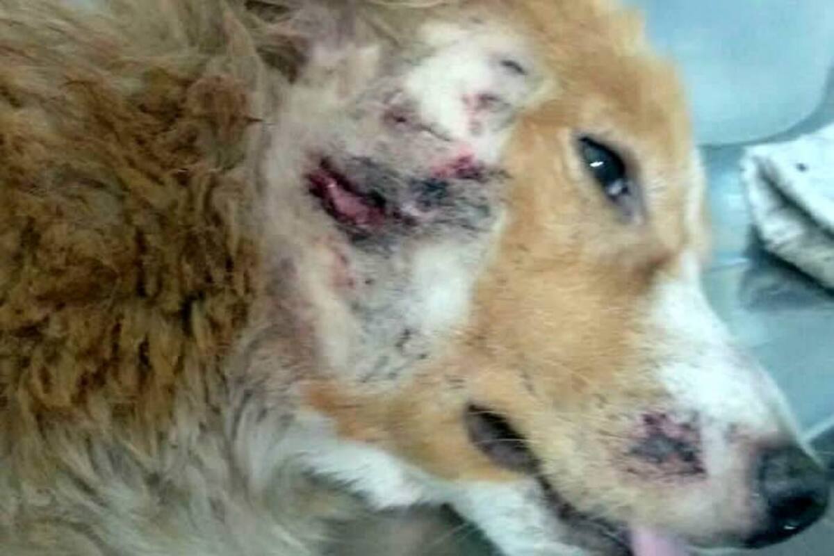 Nuevo caso de maltrato animal: Un perro fue baleado en Morrorrico (Foto: Suministrada /VANGUARDIA LIBERAL)