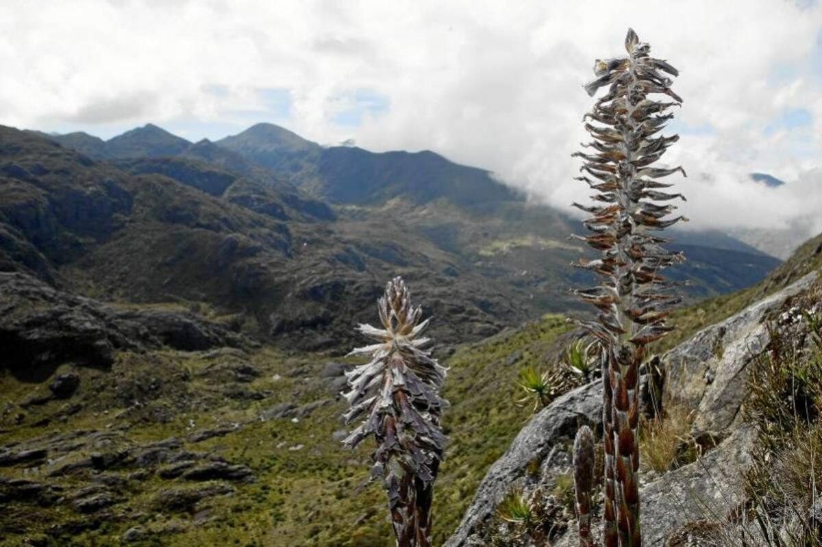 El Humboldt dio concepto favorable para Parque Regional Natural Santurbán (Foto: César Flórez / VANGUARDIA LIBERAL)