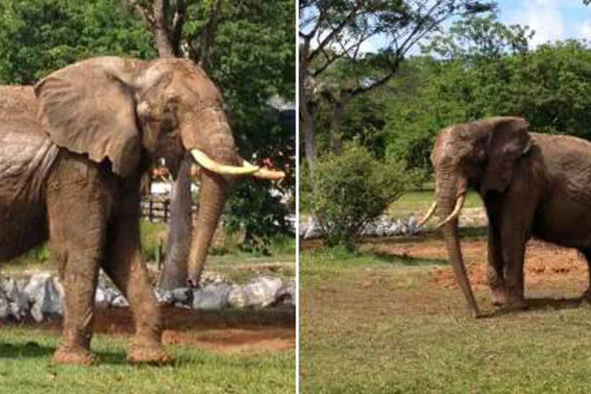Hacienda Nápoles recibe dos elefantas africanas del Circo Hermanos Gasca (Foto: Tomada de elcolombiano.com)