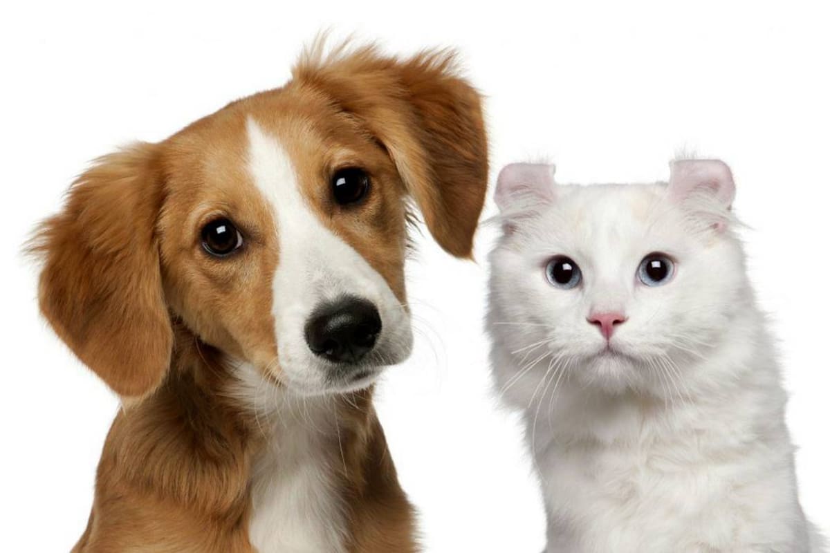Perros vs. Gatos, ¿cuál es más inteligente? (Foto: Tomado de Convivirpress.com /VANGUARDIA LIBERAL)