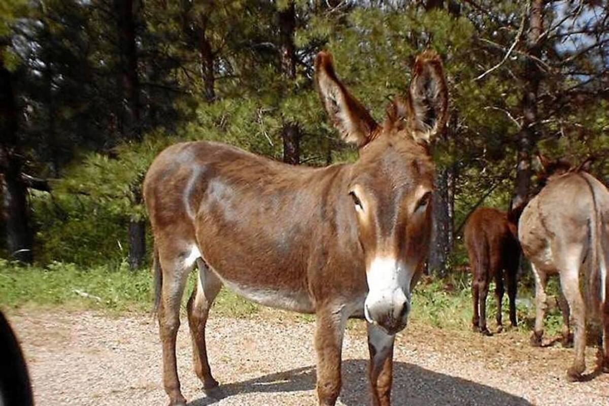 Torturan a campesino por no activar 'burro bomba' (Foto: Archivo/ VANGUARDIA LIBERAL)