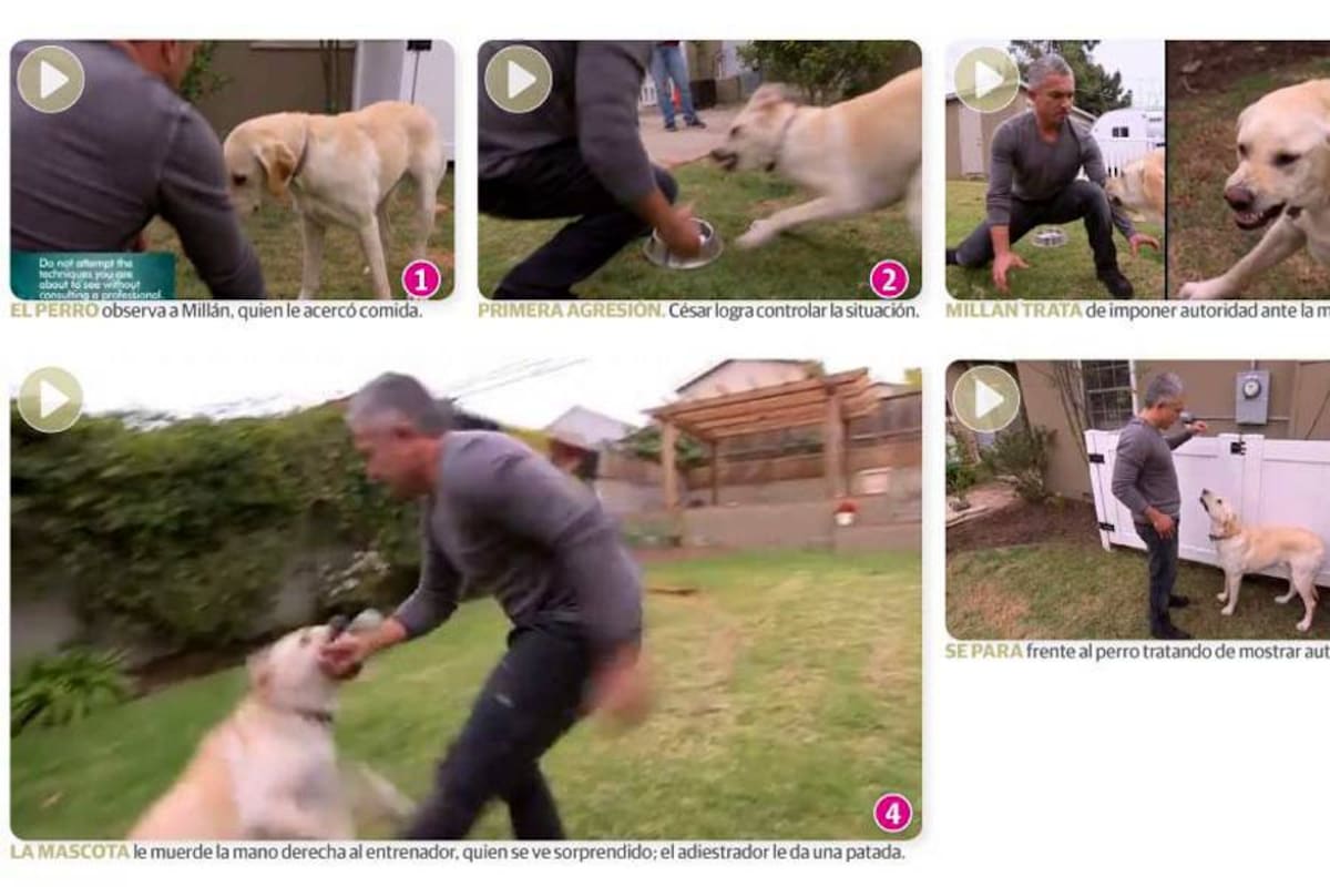 El encantador de perros fue mordido por un Labrador (Foto: Tomada de Internet/ VANGUARDIA LIBERAL)