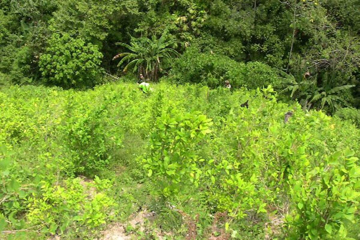 Destruido laboratorio de producción de coca en El Playón (Foto: Suministrada/ VANGUARDIA LIBERAL)
