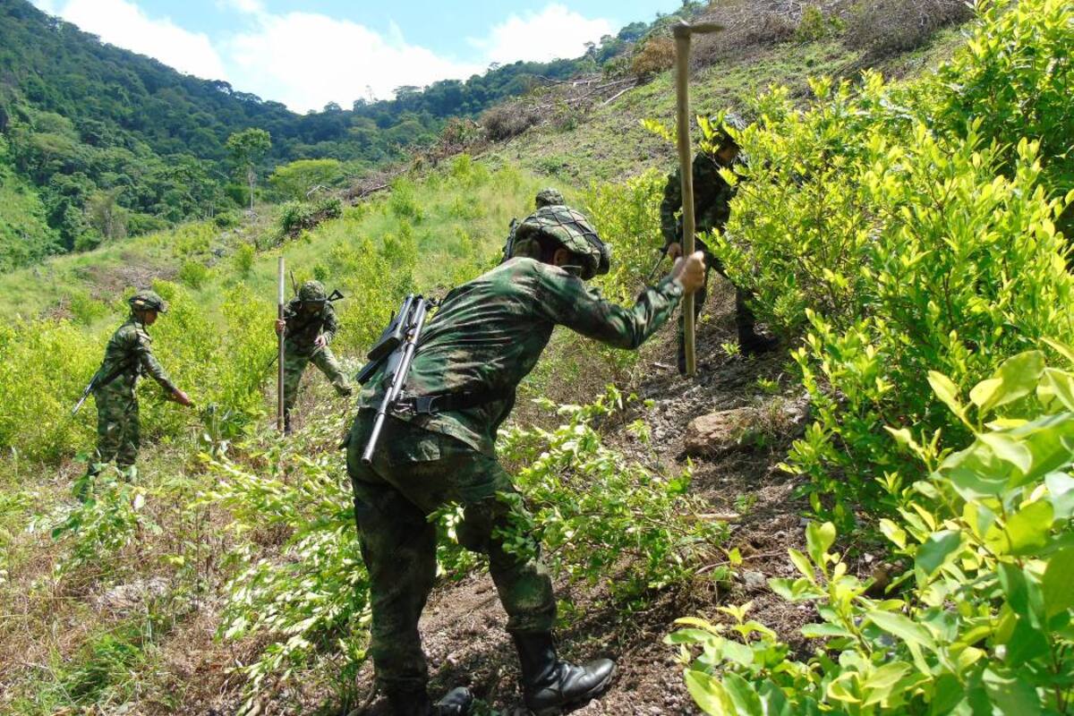 Conozca las razones por las que aumentaron los cultivos ilícitos en Colombia (Foto: Colprensa/ VANGUARDIA LIBERAL)