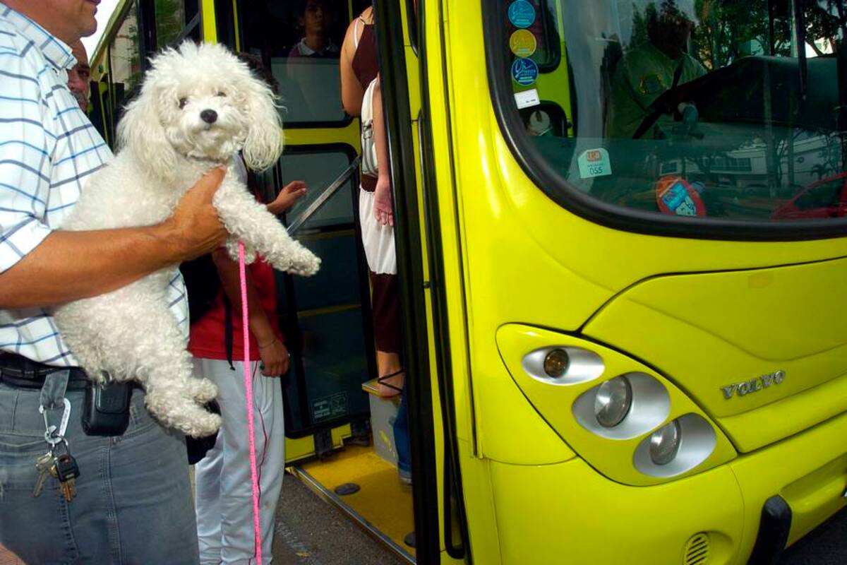 Se deberán llevar las mascotas en contenedores (Foto: César Flórez / VANGUARDIA LIBERAL)